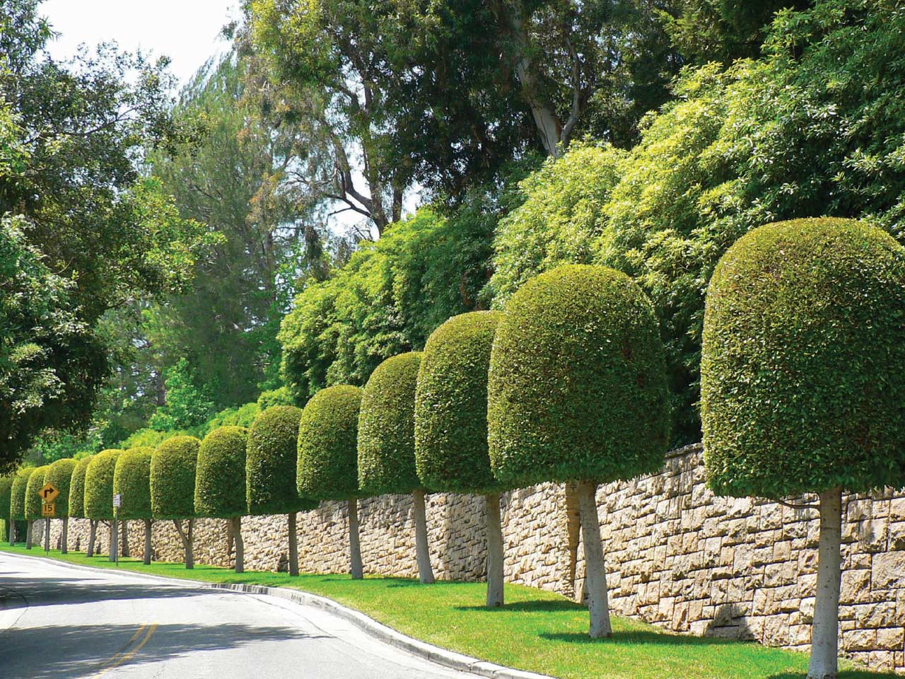 Elagage-esthétique-jardin